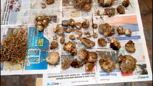 КАЛЛЫ. ХРАНЕНИЕ КЛУБНЕЙ ЗИМОЙ. смотреть онлайн