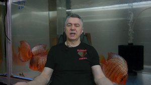 ДИСКУСЫ, Жаберные и кожные сосальщики. DISCUS, gill and skin flukes.