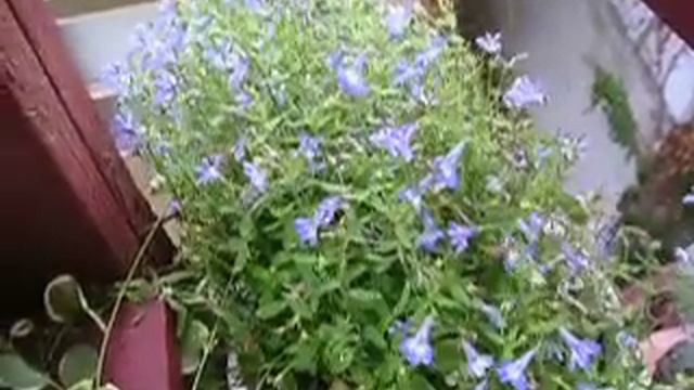 Lobelia смотреть онлайн