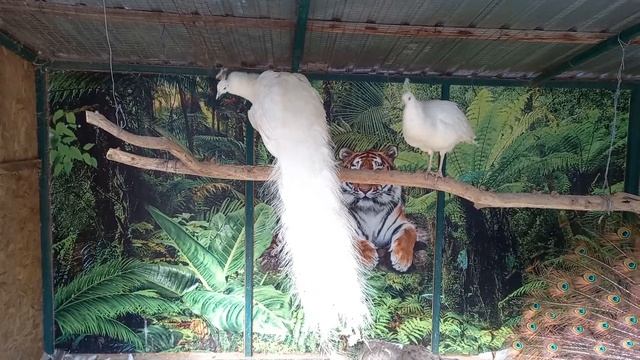 Львовский экоцентр. Белые павлины на насесте смотреть онлайн