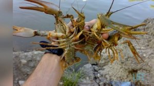 В каких водоёмах ловятся раки?