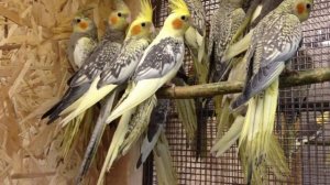 Попугай Корелла жемчужная (Nymphicus hollandicus)