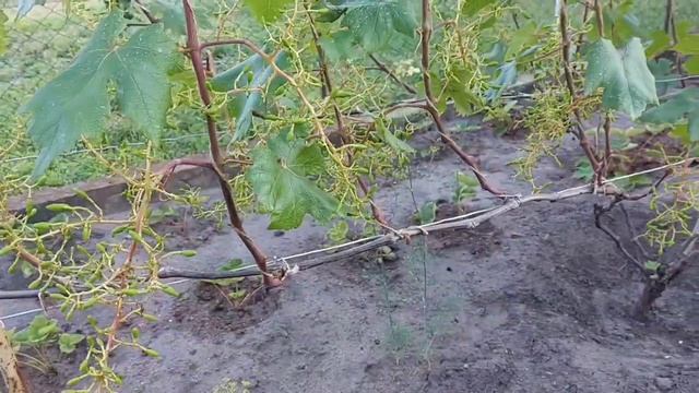 Нормировка винограда гроздями!Коэффициент плодоношения. Перегруз виноградника гроздями. смотреть онлайн