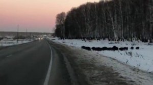 Хорошее стадо, переходят дорогу дисциплинированно! ?