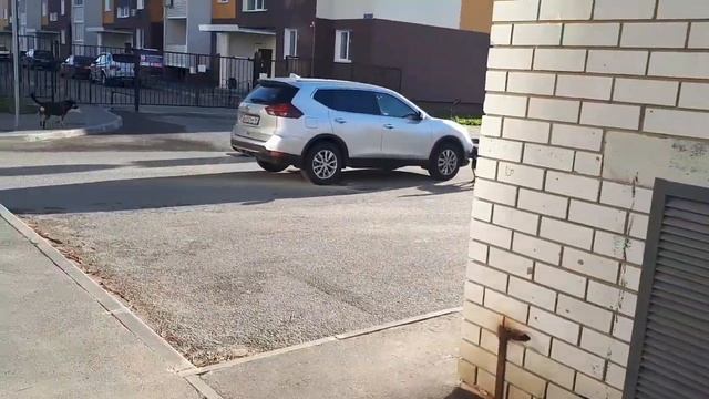 Бездомные собаки. Микрорайон "Авиатор" превратился в "территорию страха" смотреть онлайн