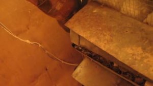 Перепела - содержание зимой/ quail in winter breeding