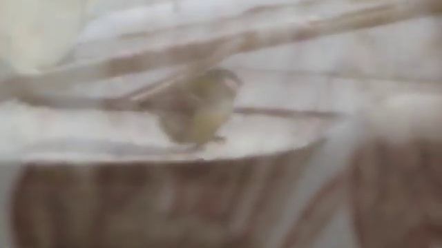 Зима... Синица и Сало смотреть онлайн