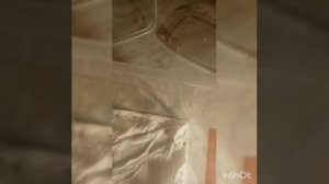 Богомол VS мухоловка( mantis religiosa VS Scutigera coleoptrata)