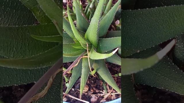 HAWORTHIOPSIS ATTENUATA HAW G. D. ROWLEY #haworthia