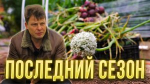 Лук севок покупать и сажать я больше не буду, последний сезон лука севка