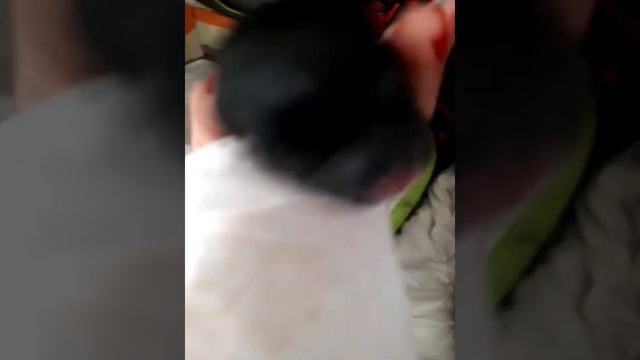 Бивер йорки первые щенки