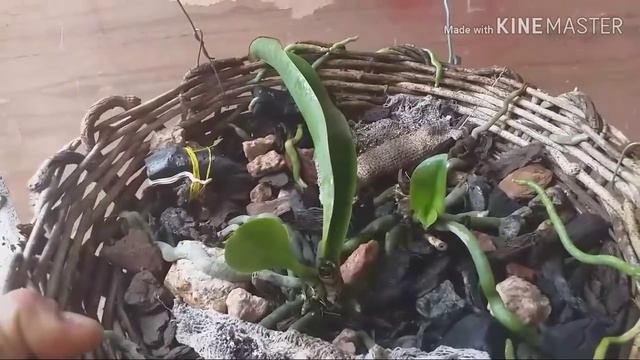 Orquídea phalaenopsis em recuperação смотреть онлайн