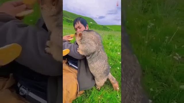 сурок и дружба