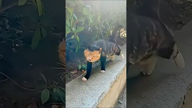 вот это кот