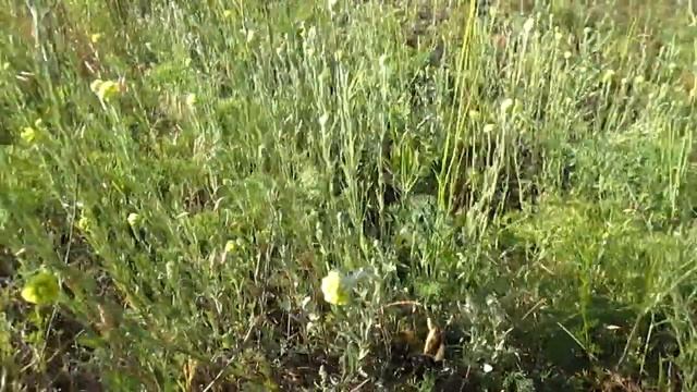 БЕССМЕРТНИК ПЕСЧАНЫЙ. ПОЛЕЗНЫЕ СВОЙСТВА смотреть онлайн