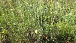 БЕССМЕРТНИК ПЕСЧАНЫЙ. ПОЛЕЗНЫЕ СВОЙСТВА