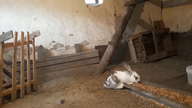 Мой первый опыт разведения кроликов в вольере. смотреть онлайн