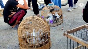 кафтар бозори вахдат ринок голубей г вахдата 18.07.22г