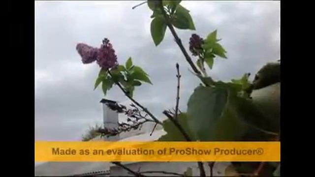 цветы осенью-1 ноября сирень смотреть онлайн