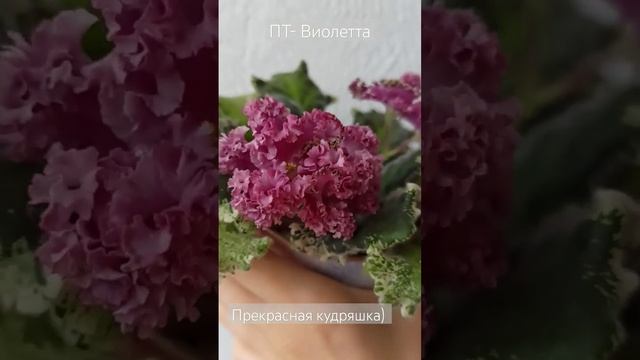 Фиалка ПТ- Виолетта