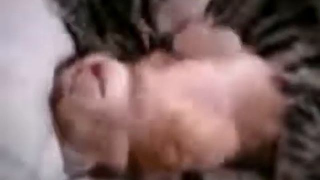 Мама кошка обнимает котенка смотреть онлайн