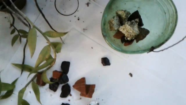 Dendrobium pierardii(Dendrobium aphylum): replantar. смотреть онлайн