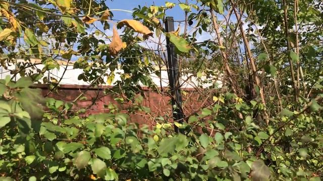 ЧМЭ3-2505 с грузовым поездом в кустах на перегоне Черновцы – Черновцы-Южная смотреть онлайн