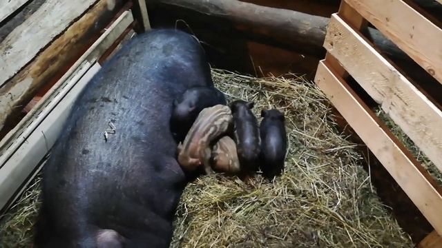 К пополнению готовы. Наш сарай не резиновый!!! Поросята растут. ? смотреть онлайн