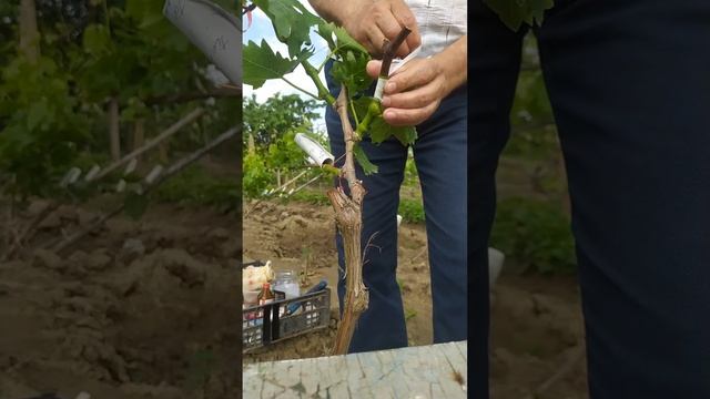 2 июня 2023 г. смотреть онлайн