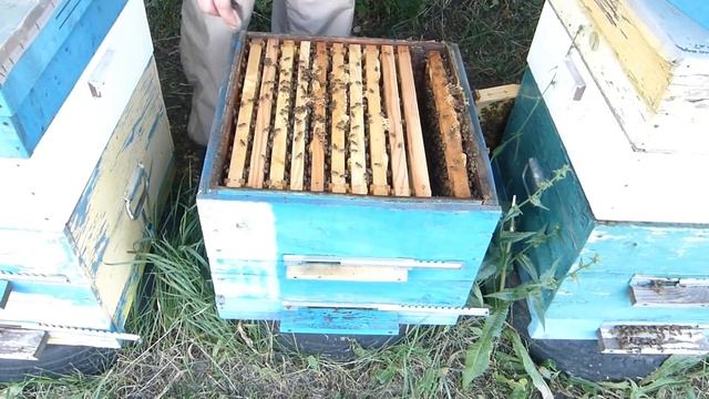 Сравнение карники и бакфаст f-3 в безвзяточный период. Использование слабых медосборов смотреть онлайн