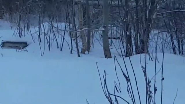 Зимнее пение птиц.Как живут птички зимой ,наши кормушки для птиц.