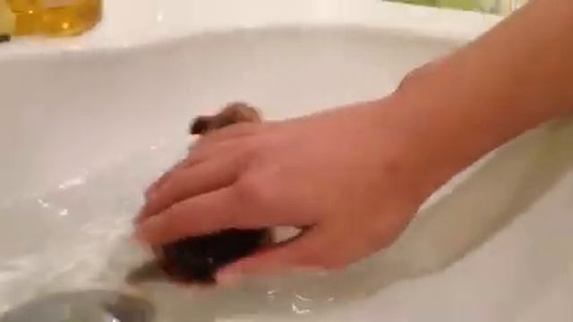 Хомяк смотреть онлайн