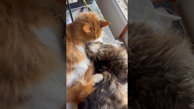 This is love. Pure love #cats #catty #catlover #maincoon #friends #happy #lol #israel #boy #boys