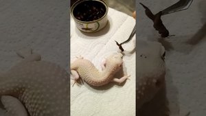 Кормление Эублефара консервированными сверчками??