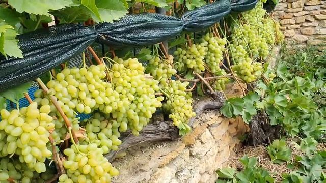 Виноградна класика - Аркадія 2022 смотреть онлайн