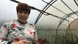Что я буду сажать в июне . В открытый грунт семенами