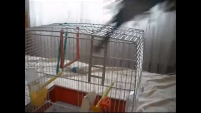 Говорящий попугайчик Илюшка настощий сыщик - все исследует, пробует на вкус, атакует фотик смотреть онлайн