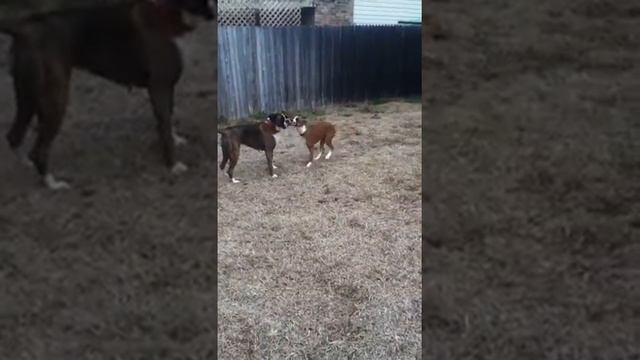 Remi showing Ruger how to guard the backyard