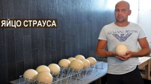 Яйцо страуса. Как собирать и хранить перед инкубацией? Ферма Страус Юг. КФХ Быстрицких