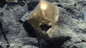 Загадочное золотое яйцо нашли на дне у берегов Аляски