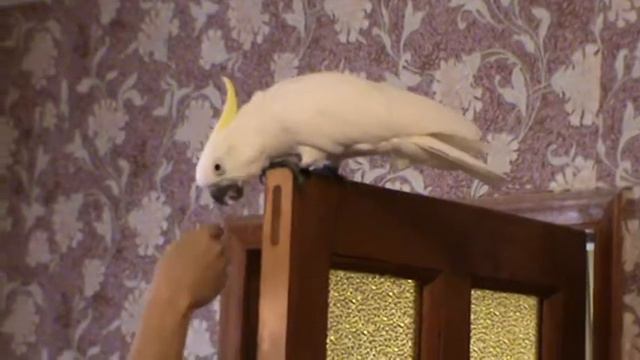 желтохохлый какаду кеша смотреть онлайн