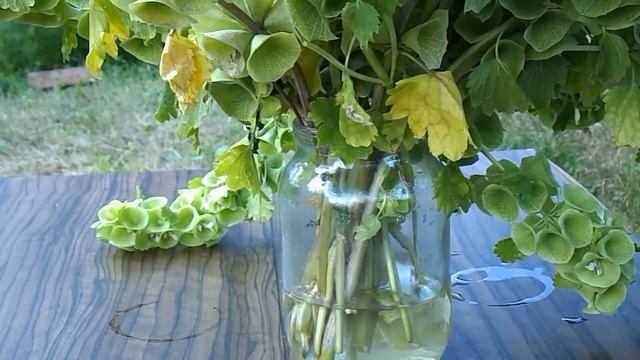 МОЛЮЦЕЛЛА. Вырастила и застабилизировала глицерином. смотреть онлайн