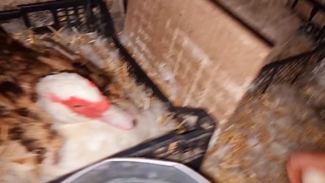 утка бросает гнездо( смотреть онлайн