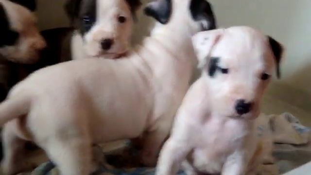 Щенки питбуля, 1 мес_Питомник "ur Gardarr".MPG смотреть онлайн