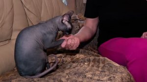 Домашние животные. Кошки породы Сфинкс