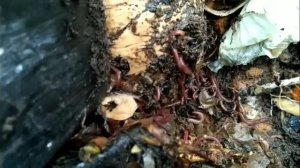 97 УДОБРЕНИЕ из ЧЕРВЯЧНИКА. Как добыть гумус из органических отходов