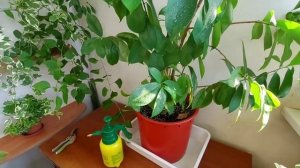 Экзотический суперфуд дома. Сметанное яблоко, выращивание