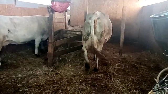 Корова перед отелом. смотреть онлайн