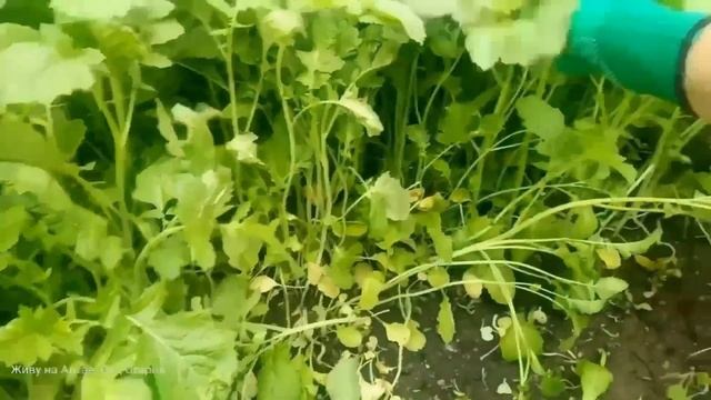 Как избавиться от проволочника на огороде.
