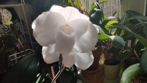 Paphiopedilum niveum